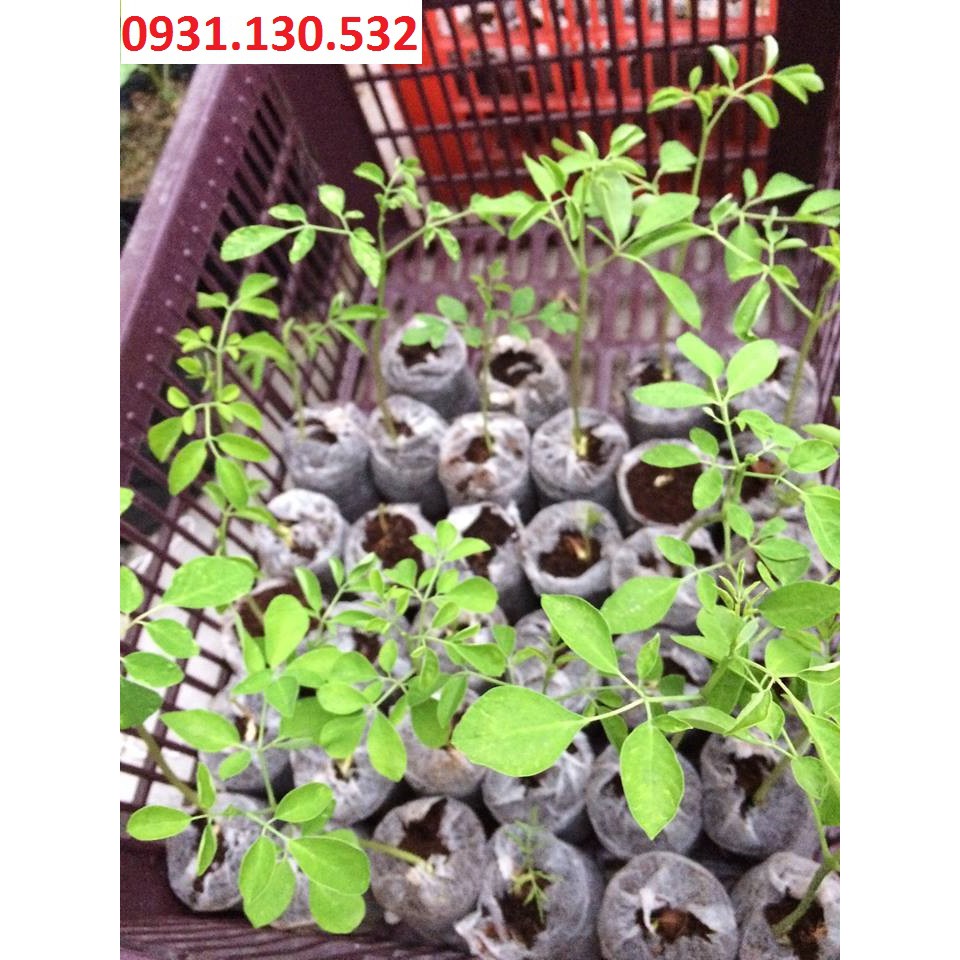 Bộ 200 VIÊN NÉN ƯƠM HẠT TIỆN LỢI, DỄ SỬ DỤNG (200 Viên)