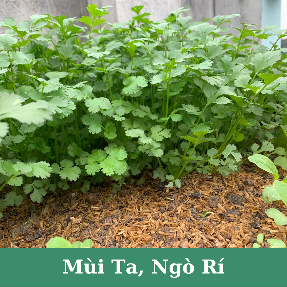 Hạt giống rau mùi ta