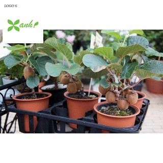 Hạt Giống Kiwi - 30 Hạt