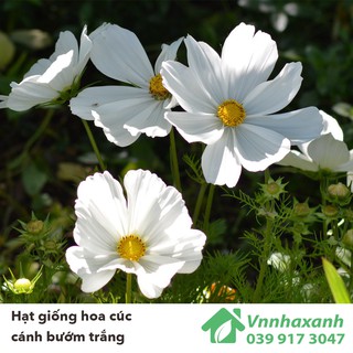 Hạt Giống Hoa Cúc Cánh Bướm Trắng - Fizzy Răng Cưa