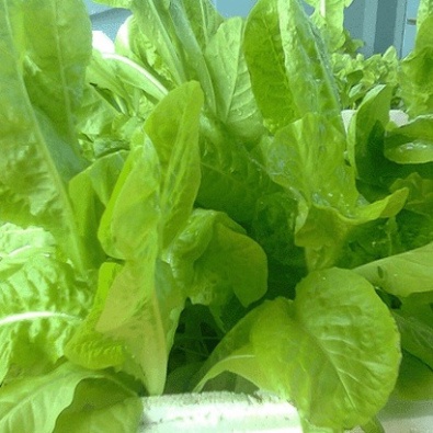 Hạt giống xà lách dún ăn siêu ngon (tặng kèm phân)