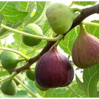 Cây Sung Mỹ đang có trái
