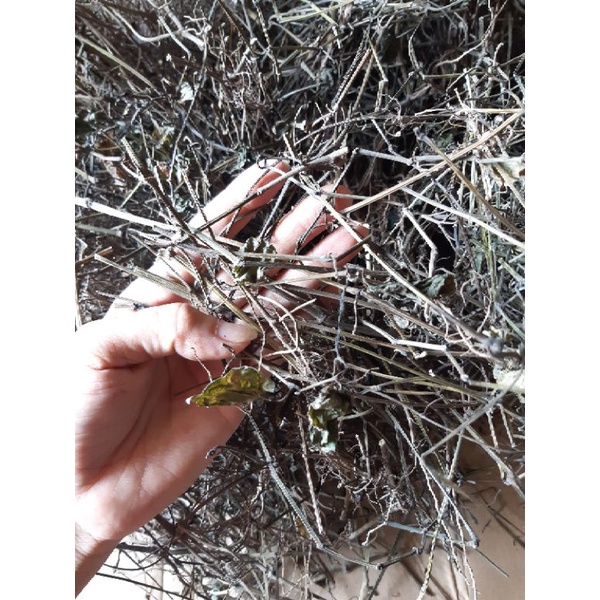 1kg cây lá lốt khô(thân ,lá,rễ) hàng chuẩn sạch nhà làm