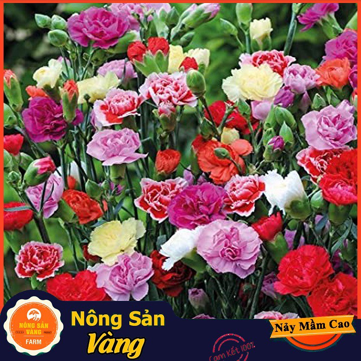 Combo Hạt giống 5 loại hoa ( Cẩm chướng kép-Đồng tiền mix-Cánh bướm nhiều màu-Cúc họa mi trắng-Dạ yến thảo mix)