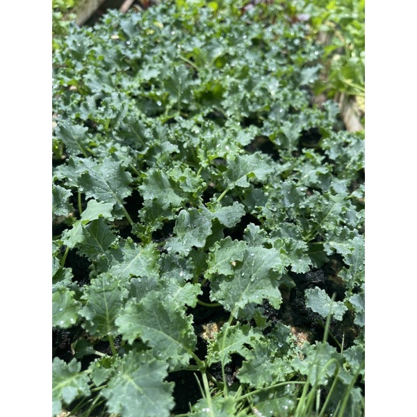 Combo 2 Cây con KALE XOĂN XANH