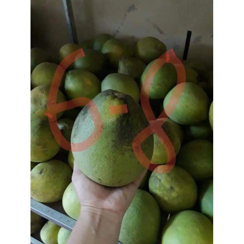 Bưởi năm roi Mỹ Hòa 5 quả đủ size