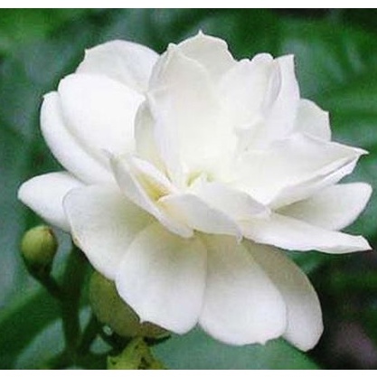 Gói 20 hạt giống hoa nhài hạt siêu rẻ