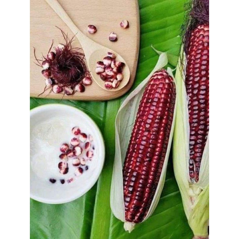Combo 10 trái bắp đỏ nữ hoàng