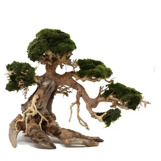 Lũa Bonsai mini cho bể cá thủy sinh 25x20