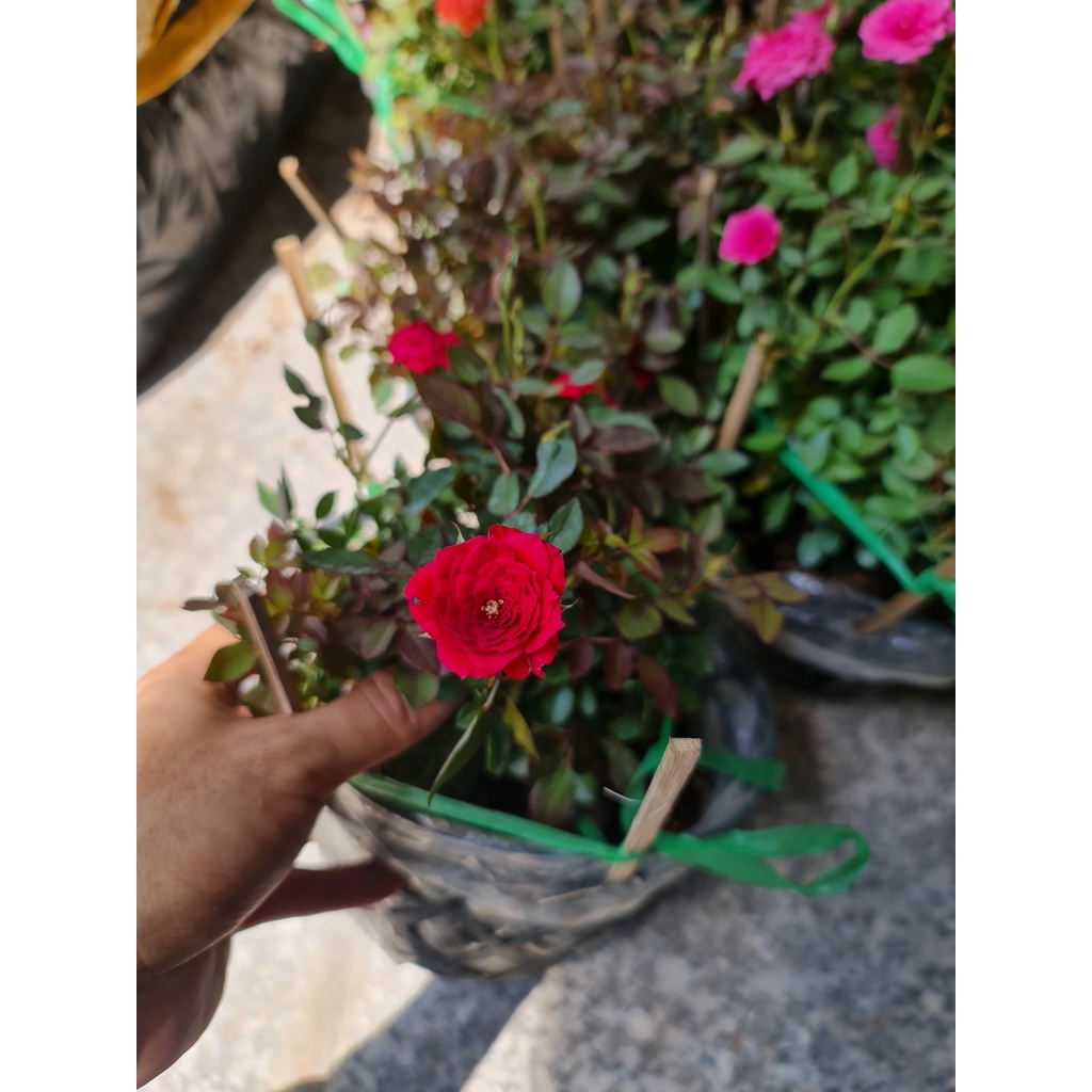 CÂY HOA HỒNG TỈ MUỘI 3 MÀU ,, Hoa giống, dễ trồng GIÁ RẺ, nở quanh năm, Cây Tươi Nguyên CTN0910