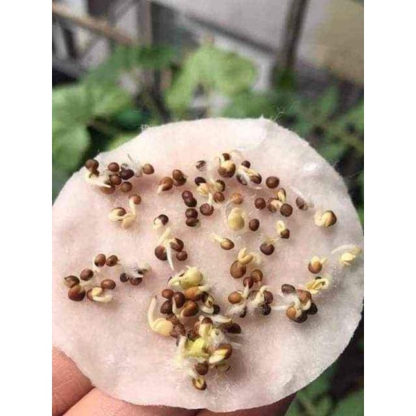 Hạt Giống Cải Xoăn  💥SALE LỚN💥 chất lượng cao