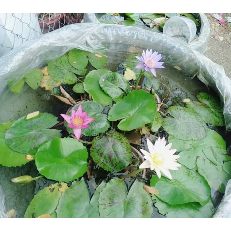 Củ hoa súng Thái mini.