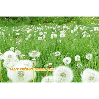 Hạt Giống Hoa Bồ Công Anh - 100 Hạt
