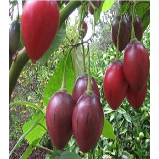 Hạt giống cà chua thân gỗ Tamarillo {gói 10 hạt }