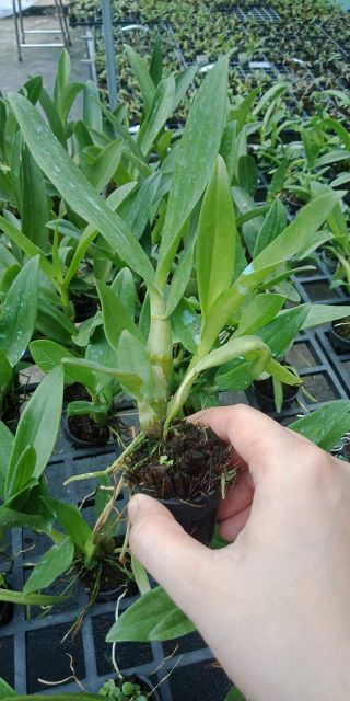 Denro nắng bà liễu giống