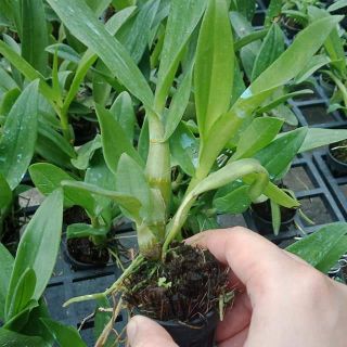 Denro nắng bà liễu giống