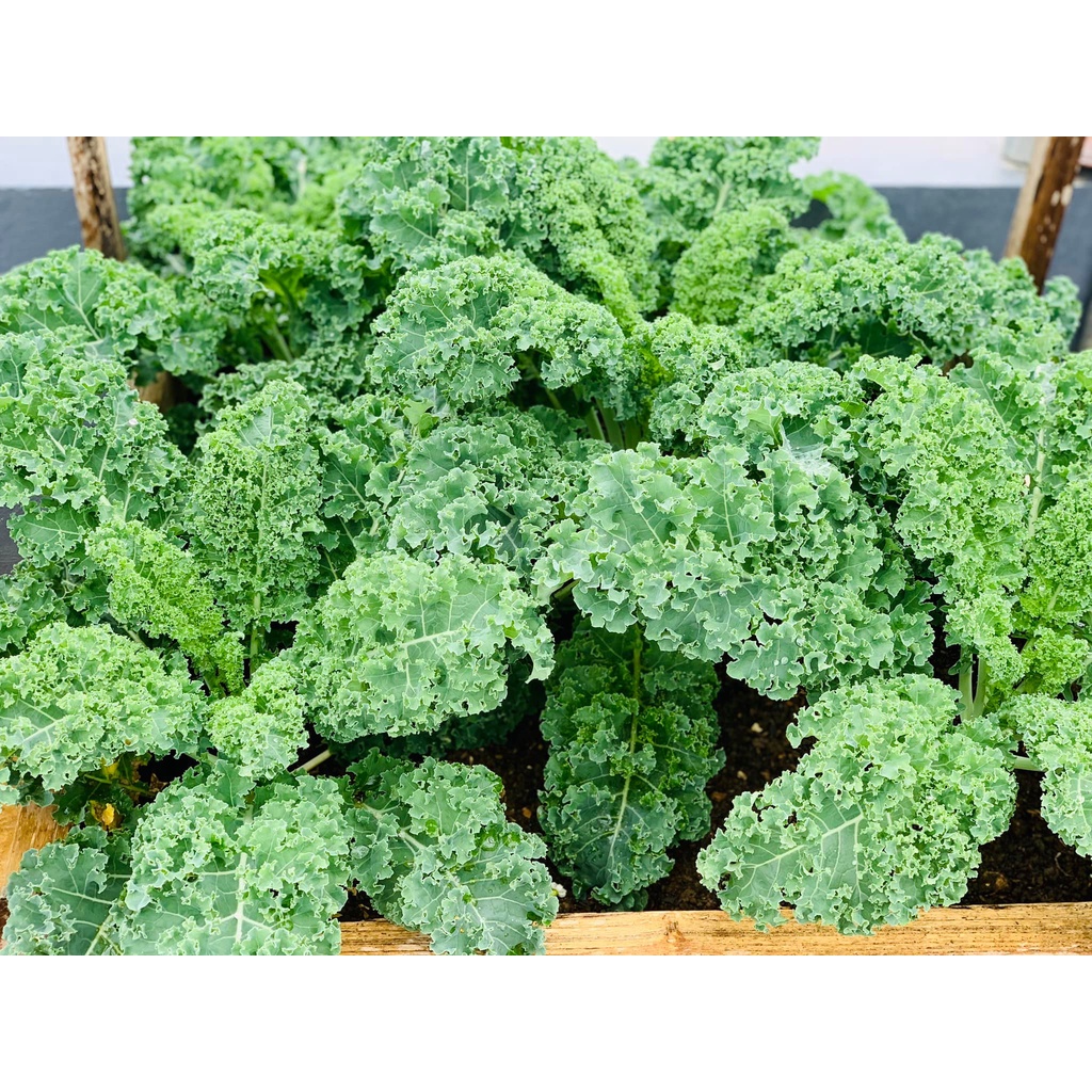 [Hạt giống Mỹ] Hạt giống cải kale Mỹ Starbor - tỷ lệ nảy mầm 95%