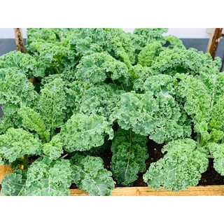 Hạt giống cải kale Mỹ Starbor - tỷ lệ nảy mầm 95%