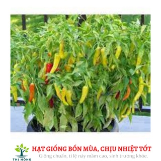 Hạt giống ớt sừng vàng 0.1g (trái dày, rất cay, thơm)