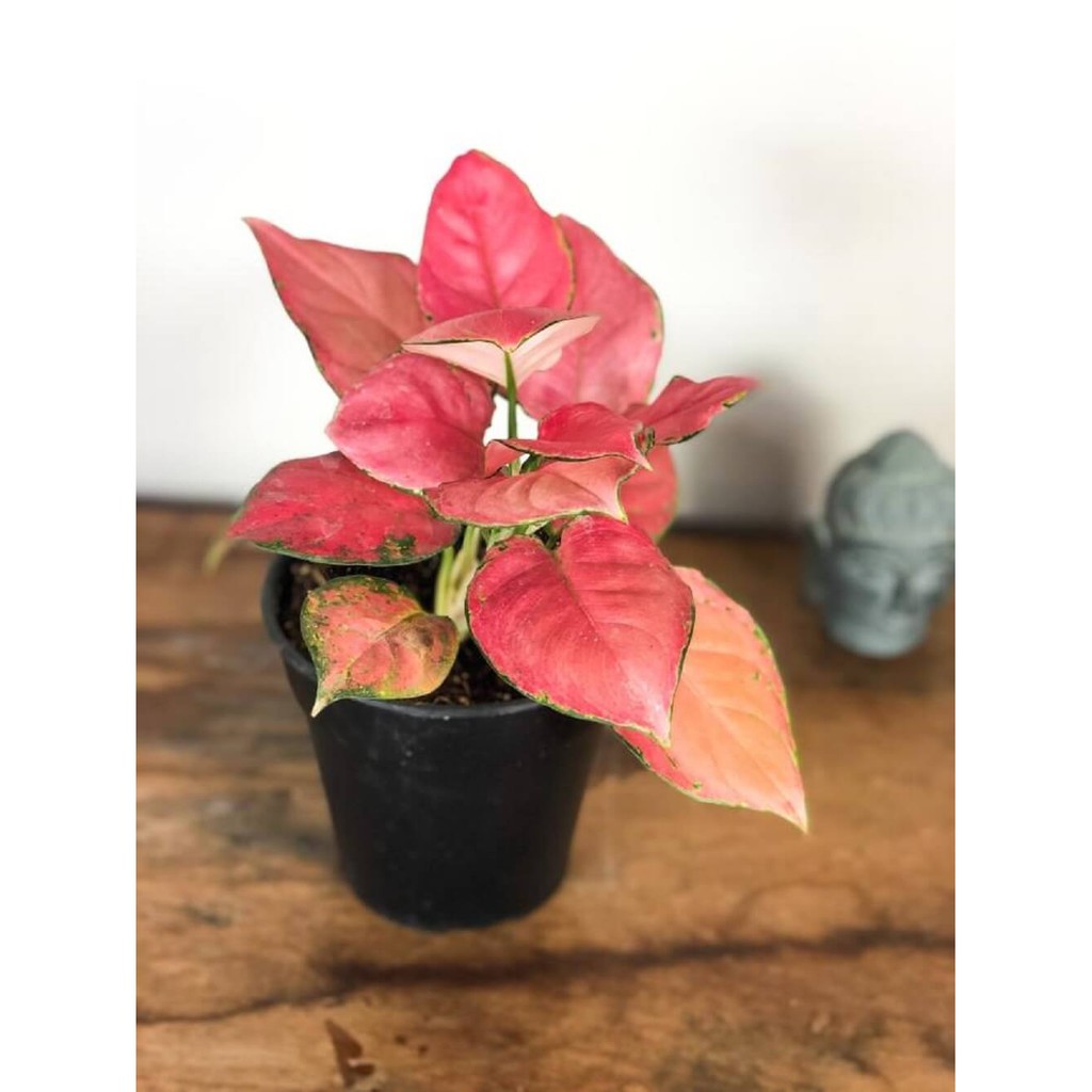 Cây Aglaonema Cochin Pink (Như Ý Hoàng Hậu Cochin Pink) kèm chậu thuỷ sinh hình trụ 2 lớp không cần tưới