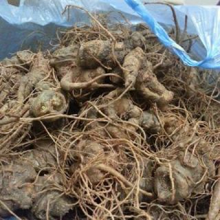 Tam thất bắc củ 500g