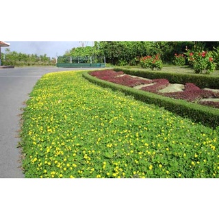 Hạt giống Cỏ Lạc Đậu Phộng - 10 hạt
