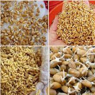 1KG Hạt giống mầm Cỏ Lúa Mì, (Kg) Hạt mầm cỏ Lúa Mạch