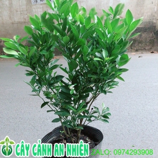Cây tắc sẵn hoa trái