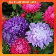 HẠT GIỐNG CÚC ĐẠI ĐÓA NHIỀU MÀU GÓI 50 HẠT