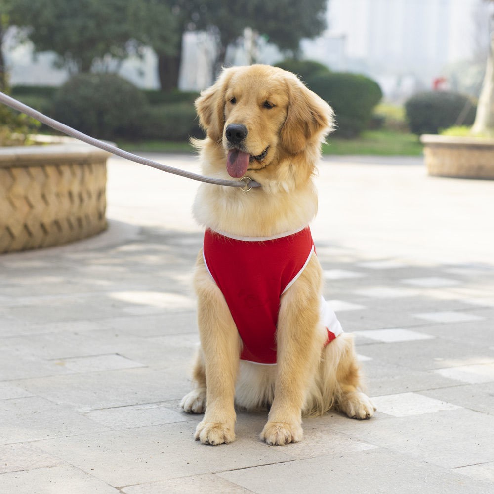 Chó nhỏ, vừa và lớn Mùa xuân hè Áo vest mỏng bằng bông tinh khiết Golden Retriever Alacoji Teddy Dog Cat Quần cho
