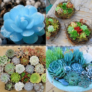 200 Hạt giống hoa sen đá nhiều màu