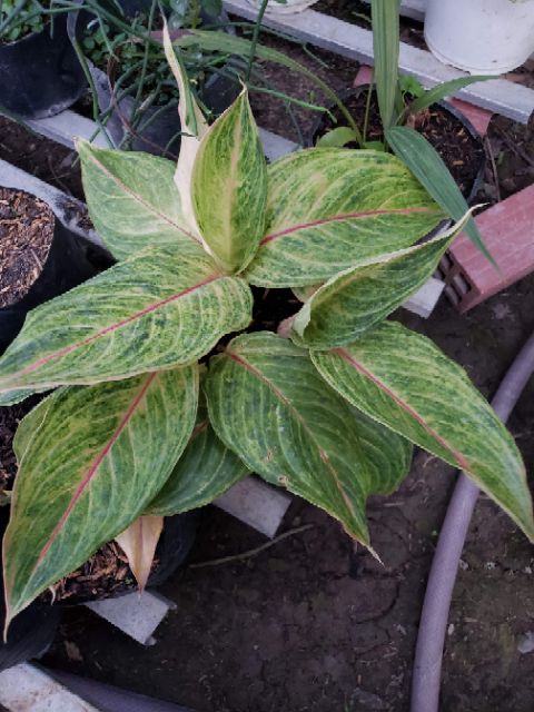 Cây Phú Quý Vàng