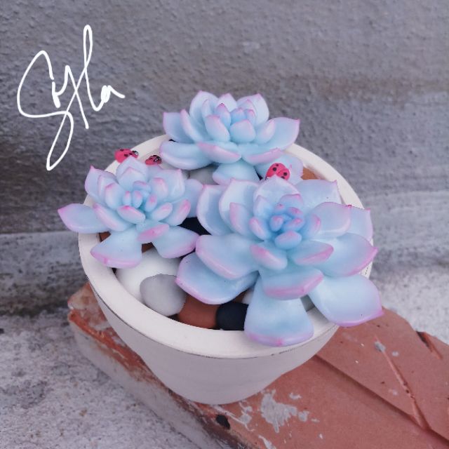 Sen đá đất sét size 9cm