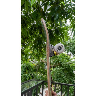 Ván Trượt Skateboard Jocy - Jocy 04