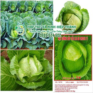 Sale off Hạt giống bắp cải cực đẹp.
