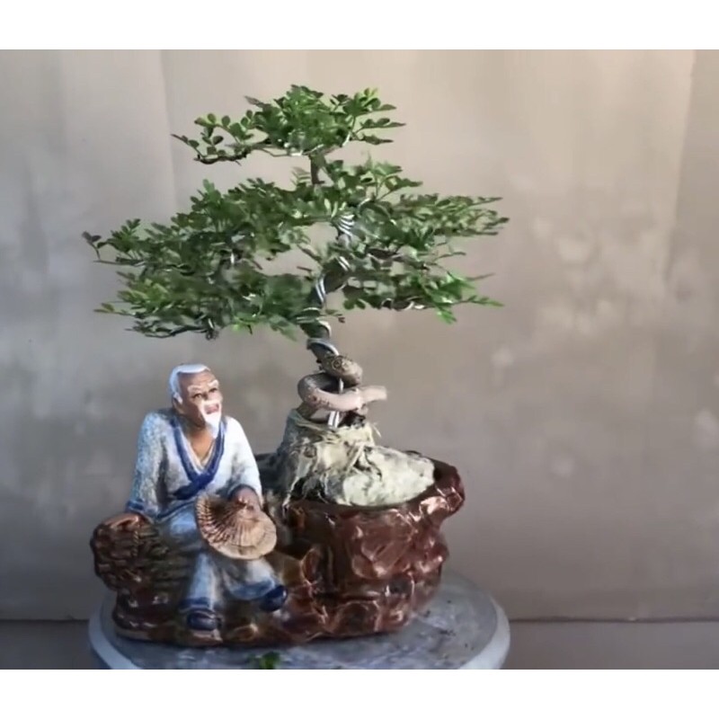 Chậu tượng bonsai ông lão đốn củi (ảnh thật shop chụp)