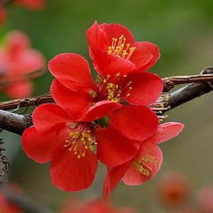 Hạt giống hoa mai trung quốc hoa màu đỏ - tặng kèm 3 viên nén ươm hạt - HGT1
