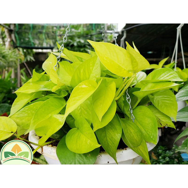 Cây trầu bà vàng - Cây cảnh để bàn - caykiengsadec