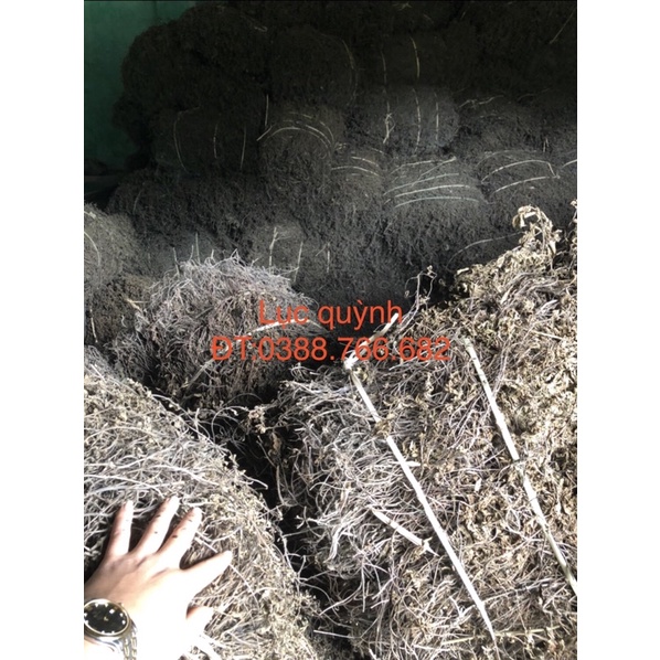 cây sương sáo khô (5kg) nguyên liệu làm thạch topping trà sữa, đồ uống