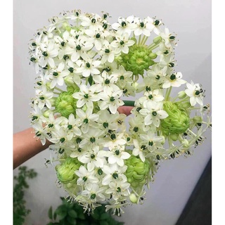 Củ hoa THIÊN NGA TRẮNG MẮT NGỌC