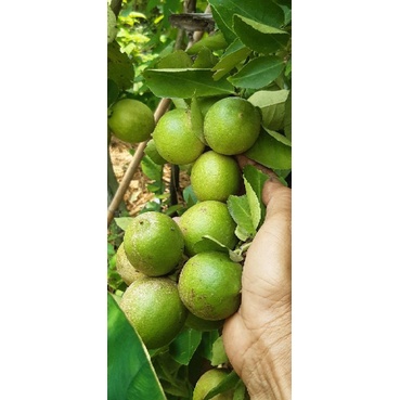 Combo 2 bầu chanh không hạt/chanh tứ quí