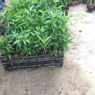 Đào tiên Nhật Bản