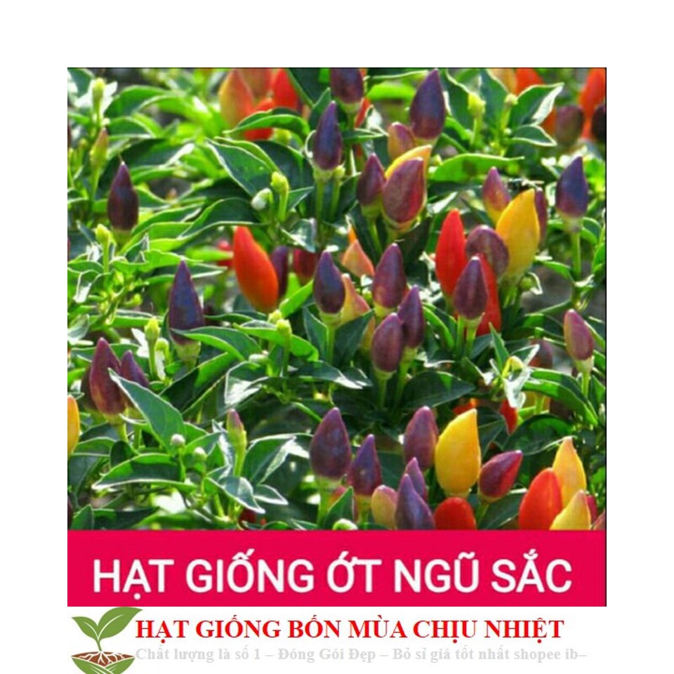 GÓI 10 HẠT GIỐNG ỚT NGŨ SẮC Ớt kiểng ngũ sắc ĐẾN MÙA TRỒNG TẾT luckyseed hạt siêu rẻ