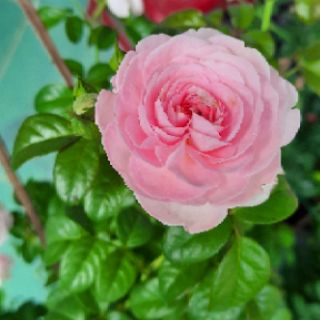 Hồng leo Mon coucer chậu c8