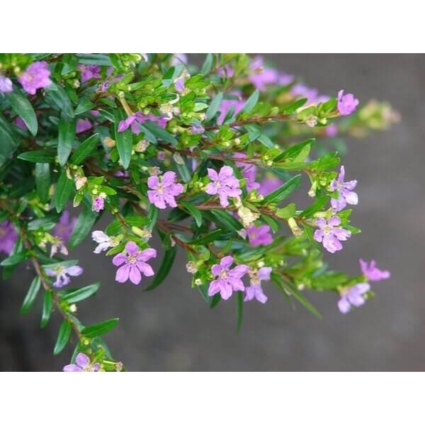 Cây Cuphea hyssopifolia Hawaiian Heather (Thạch Nam Hawaii) chậu nhựa 8cm