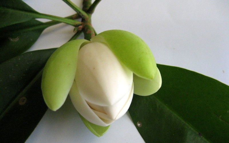 NGUYÊN CHẬU CÂY HOA DẠ HỢP  TRẮNG TINH KHÔI, THƠM DỊU DÀNG