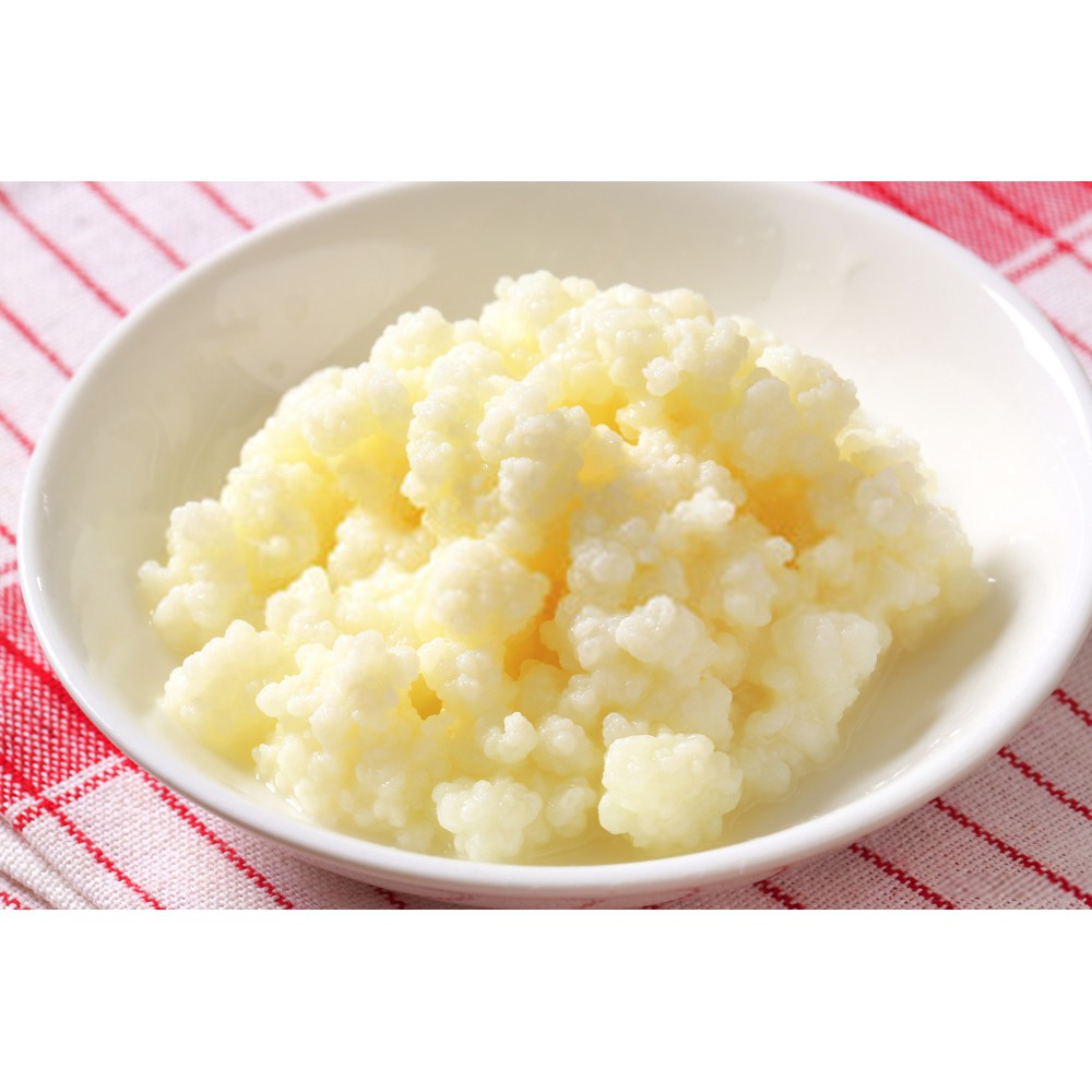 NẤM SỮA KEFIR - BẢO HÀNH, CAM KẾT NUÔI THÀNH CÔNG [GIÁ RẺ VÔ ĐỊCH]