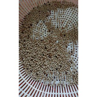 Hạt giống cây lách cách (20 hạt)