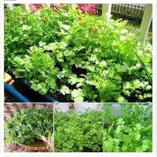 5 lạng hạt giống rau mùi ta ( ngò rí)