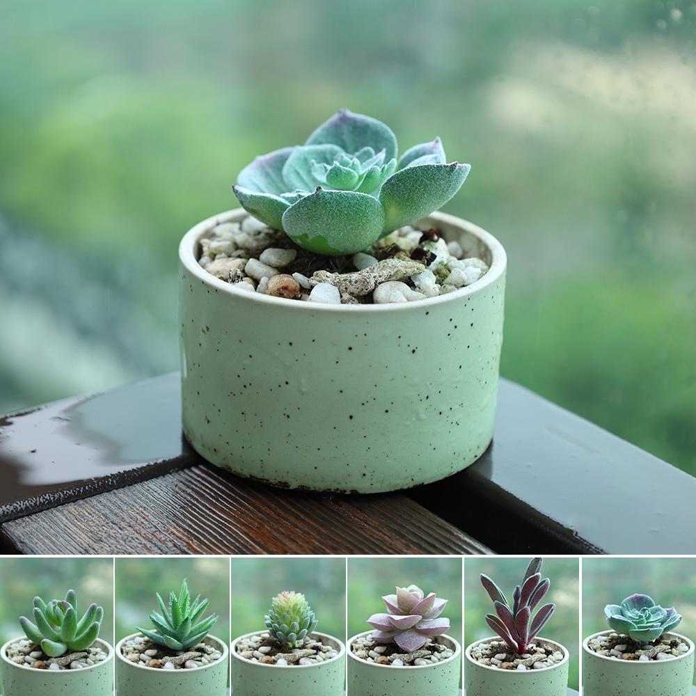 1 Chậu Cây Bonsai Giả Mini Dễ Thương Trang Trí Bàn Làm Việc/Văn Phòng